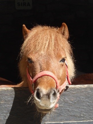 Equitation scolaire