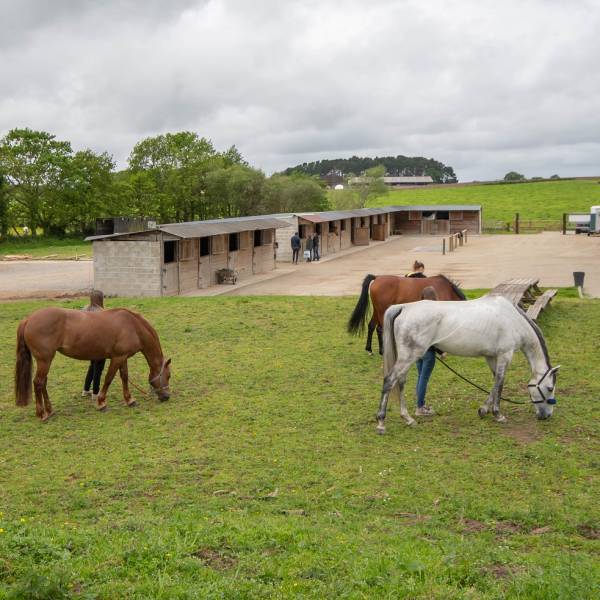 ecurie-de-la-chenaie-theix-centre-equestres-pays-vannes